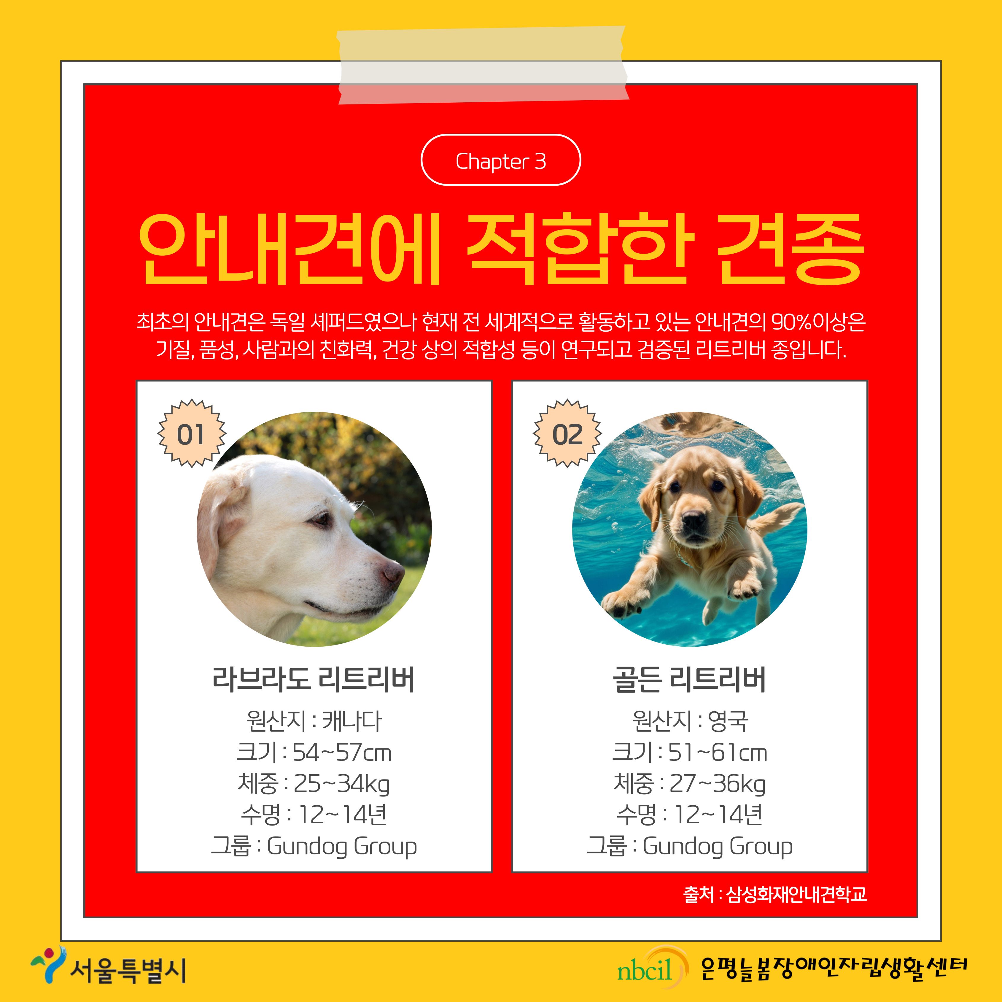 Chapter 3 안내견에 적합한 견종 최초의 안내견은 독일 셰퍼드였으나 현재 전 세계적으로 활동하고 있는 안내견의 90%이상은 기질, 품성, 사람과의 친화력, 건강 상의 적합성 등이 연구되고 검증된 리트리버 종입니다. 1번 라브라도 리트리버 원산지는 캐나다 크기는 54~57cm 체중은 25~34kg 수명은 12~14년 그룹은 Gundog Group 2번 골든 리트리버 원산지는 영국 크기는 51~61cm 체중은 27~36kg 수명은 12~14년 그룹은 Gundog Group